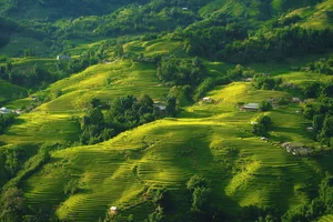 Breathtaking Golden Harvest: Exploring the Scenic Beauty of Y Linh Ho Village - image 4