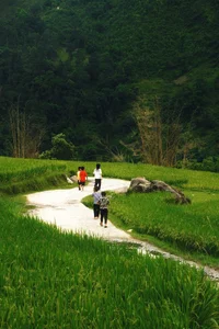 Breathtaking Golden Harvest: Exploring the Scenic Beauty of Y Linh Ho Village - image 0