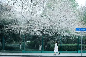 Long Xing Er: Graceful Cherry Blossom Muse – YiTuYu Vol.8741 Poetic Portrait - image 27