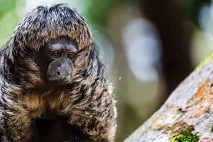 Discover the Mysterious Monk Saki in the Heart of the Amazon - image 2