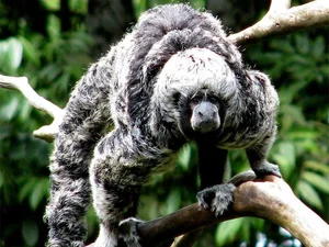 Discover the Mysterious Monk Saki in the Heart of the Amazon - image 3