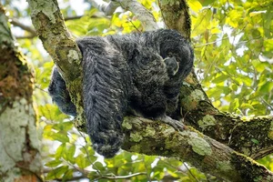 Discover the Mysterious Monk Saki in the Heart of the Amazon - image 7