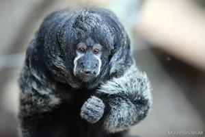 Discover the Mysterious Monk Saki in the Heart of the Amazon - image 5