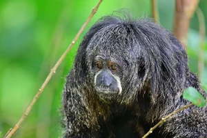 Discover the Mysterious Monk Saki in the Heart of the Amazon - image 1