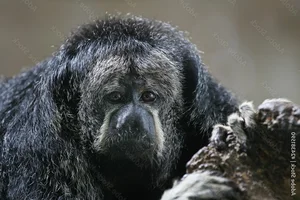 Discover the Mysterious Monk Saki in the Heart of the Amazon - image 4