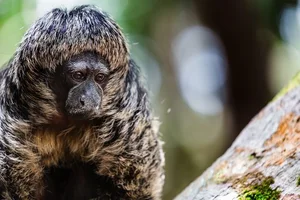 Discover the Mysterious Monk Saki in the Heart of the Amazon - image 0
