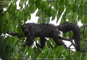 Discover the Mysterious Monk Saki in the Heart of the Amazon - image 6