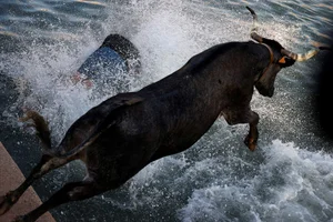 The Ultimate Guide to Spain's Thrilling Running of the Bulls: Tradition, Adrenaline, and Cultural Heritage in Pamplona - image 7