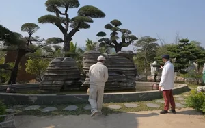 Exploring the Massive 2-Hectare Ornamental Tree and Art Stone Garden of FPT's Vice Chairman - image 10