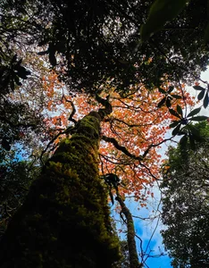 Trekking the Roof of Mu Cang Chai: A Winter Adventure in Vietnam's Northern Highlands - image 11