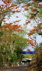 Summer in Bloom: Vung Tau’s Stunning Red Flamboyant Tree Roads - image 5