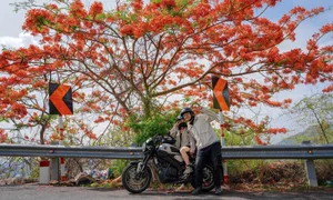 Summer in Bloom: Vung Tau’s Stunning Red Flamboyant Tree Roads - image 3