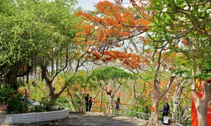 Summer in Bloom: Vung Tau’s Stunning Red Flamboyant Tree Roads - image 4