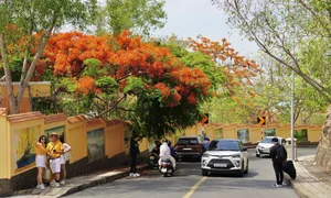 Summer in Bloom: Vung Tau’s Stunning Red Flamboyant Tree Roads - image 6