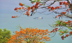 Summer in Bloom: Vung Tau’s Stunning Red Flamboyant Tree Roads - image 7