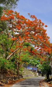 Summer in Bloom: Vung Tau’s Stunning Red Flamboyant Tree Roads - image 1