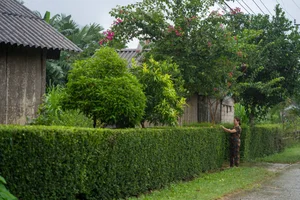 Discover Tan Hoa: The Resilient Vietnamese Village Named Among the World's Best Tourism Destinations by UNWTO - image 9