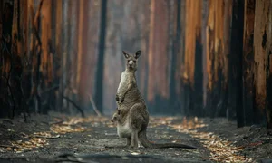 Top 10 Safest Countries to Visit for Your Next Stress-Free Vacation - image 0
