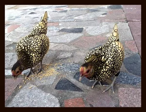 Discover the World's Most Exotic and Expensive Chicken Breeds: A Journey into Avian Luxury - image 0