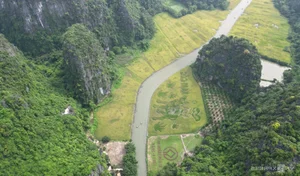 Giant Rice Field Art in Tam Coc: The Majestic Shepherd Playing the Flute Landscape in Ninh Binh - image 6