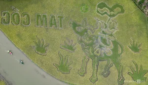 Giant Rice Field Art in Tam Coc: The Majestic Shepherd Playing the Flute Landscape in Ninh Binh - image 4
