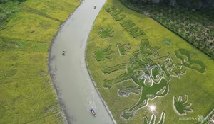 Giant Rice Field Art in Tam Coc: The Majestic Shepherd Playing the Flute Landscape in Ninh Binh - image 0