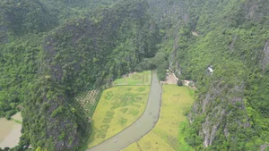 Giant Rice Field Art in Tam Coc: The Majestic Shepherd Playing the Flute Landscape in Ninh Binh - image 1