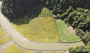 Giant Rice Field Art in Tam Coc: The Majestic Shepherd Playing the Flute Landscape in Ninh Binh - image 8
