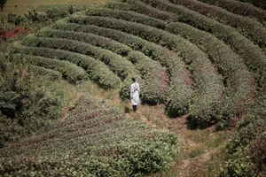 Ling Xiao in YiTuYu Art Language Vol.4517: A Masterclass in Portrait Photography and Aesthetic Grace - image 2