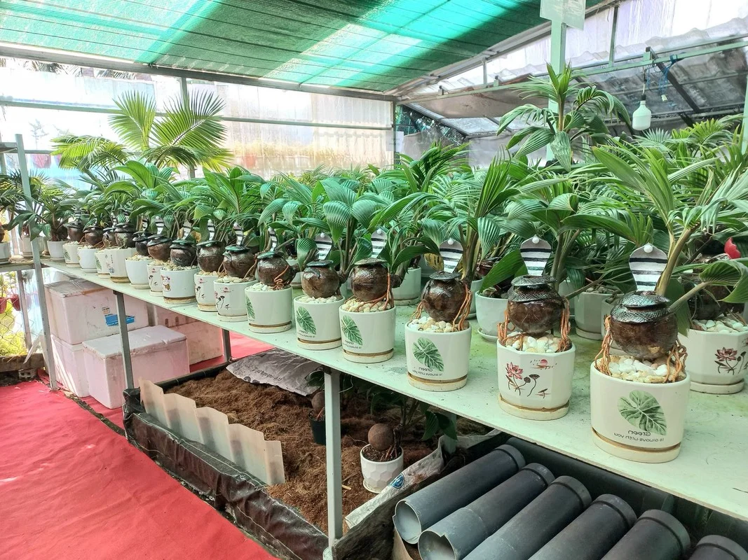 Unique Snake-Shaped Bonsai Trees: The Hottest Garden Trend for Year of the Snake 2025