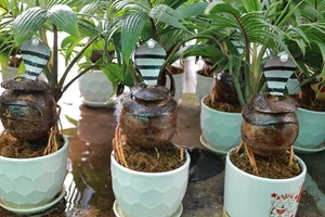 Unique Snake-Shaped Bonsai Trees: The Hottest Garden Trend for Year of the Snake 2025 - image 5
