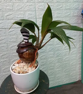 Unique Snake-Shaped Bonsai Trees: The Hottest Garden Trend for Year of the Snake 2025 - image 6