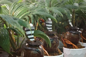 Unique Snake-Shaped Bonsai Trees: The Hottest Garden Trend for Year of the Snake 2025 - image 3