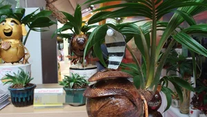 Unique Snake-Shaped Bonsai Trees: The Hottest Garden Trend for Year of the Snake 2025 - image 4