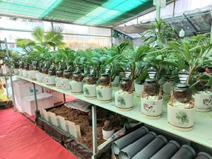 Unique Snake-Shaped Bonsai Trees: The Hottest Garden Trend for Year of the Snake 2025 - image 0