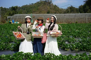 Experience the Magic of Strawberry Picking in Moc Chau, Vietnam: A Dreamy Highland Escape for Nature Lovers and Foodies - image 5