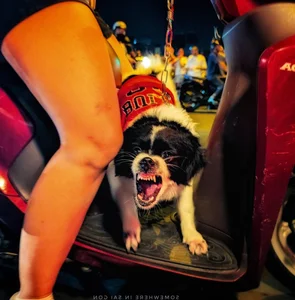 Iconic Victory Celebrations: Capturing the Passion of Vietnam’s Football Fans - image 3