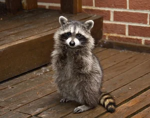 The Secret Life of Raccoons: Intelligent Urban Explorers in the Wild - image 1