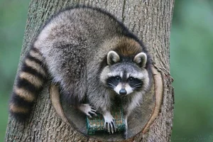 The Secret Life of Raccoons: Intelligent Urban Explorers in the Wild - image 5