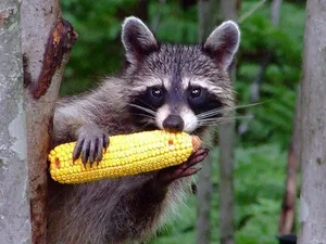 The Secret Life of Raccoons: Intelligent Urban Explorers in the Wild - image 0