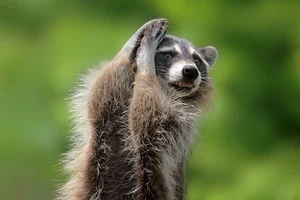 The Secret Life of Raccoons: Intelligent Urban Explorers in the Wild - image 2