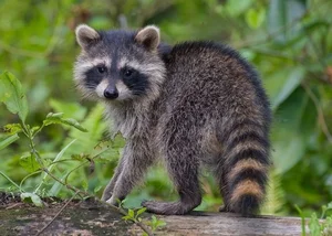 The Secret Life of Raccoons: Intelligent Urban Explorers in the Wild - image 7