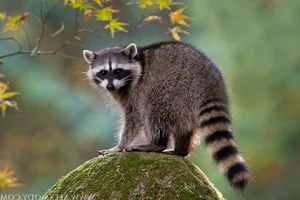 The Secret Life of Raccoons: Intelligent Urban Explorers in the Wild - image 8