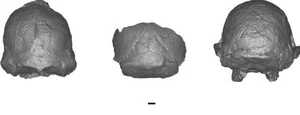 Incredible Discovery: Unveiling an 18-Million-Year-Old Primate Fossil and Its Evolutionary Secrets - image 0