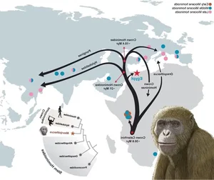 Incredible Discovery: Unveiling an 18-Million-Year-Old Primate Fossil and Its Evolutionary Secrets - image 4