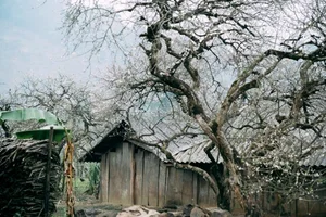 Plum Blossom Season in Phieng Canh: Finding Peace Amidst the White Blooms of Moc Chau - image 9