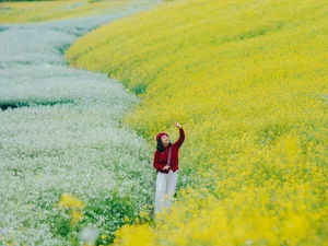 Discover the Breathtaking Yellow Mustard Fields of Moc Chau: A Complete Guide to Spring Travel in Vietnam - image 5