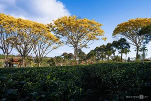Ultimate Lam Dong Travel Guide: Discover Da Lat and Beyond - image 7