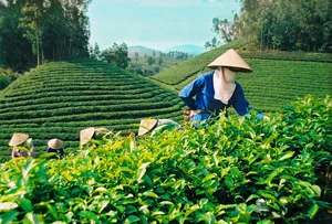 Ultimate Lam Dong Travel Guide: Discover Da Lat and Beyond - image 4