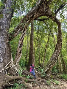 Trekking Bu Gia Map National Park: Discover the Surreal Natural Beauty of Vietnam's Hidden Gem - image 8